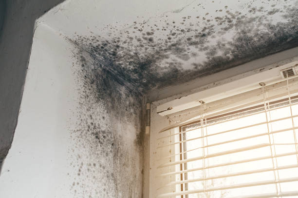 Affordable Attic Mold Remediation solutions in Washington, NC
