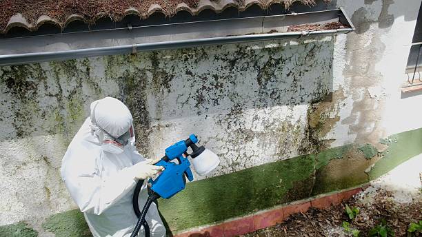 Top rated local Attic Mold Remediation specialists in Washington, NC
